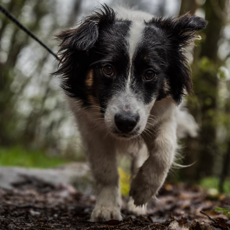 A Border Collie Walking 